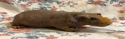 Guinea Pig rodents for sale: Stunning pedigree skinny pig boys available  - Advert 2