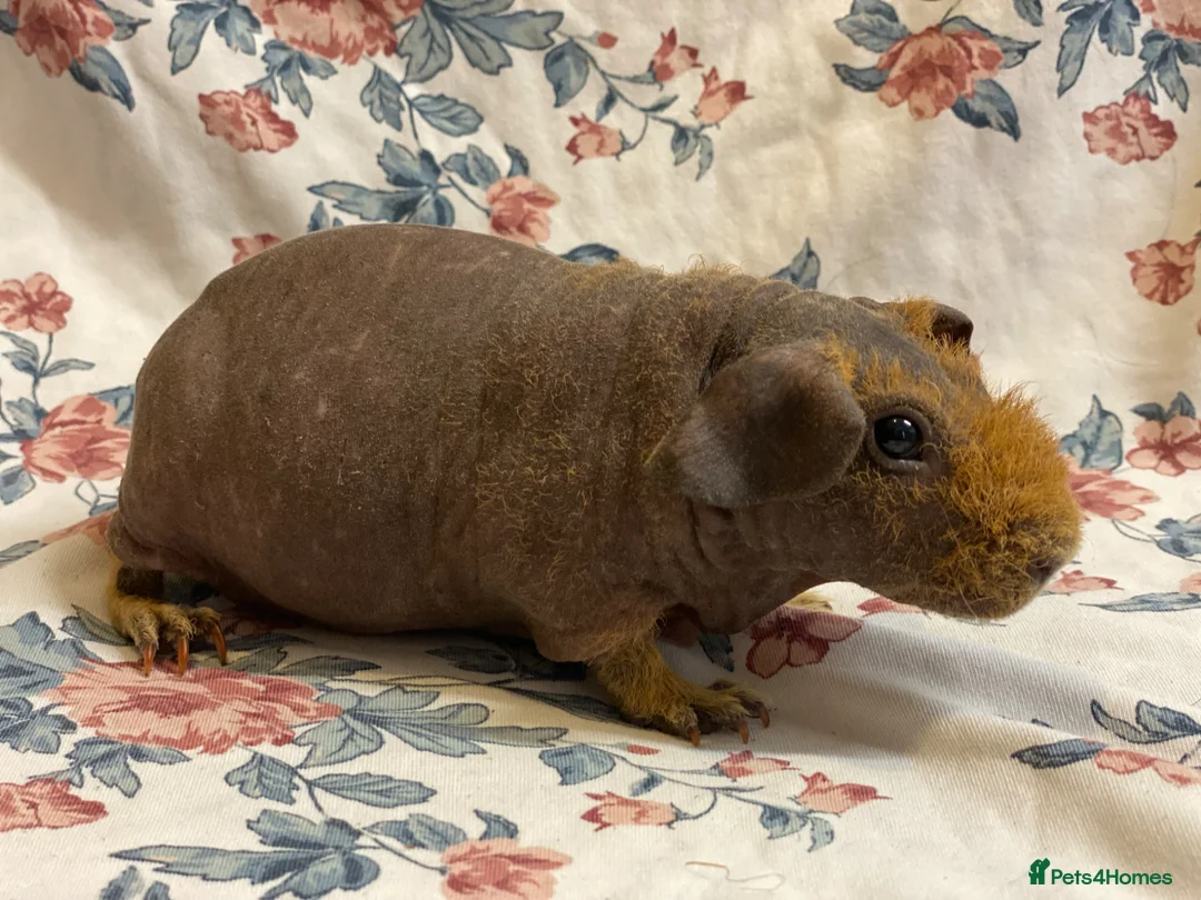 Guinea Pig rodents for sale: Stunning pedigree skinny pig boys available  - Advert 2