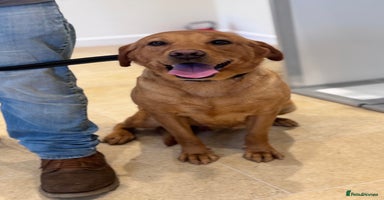 Labrador Retriever dogs - Advert 15