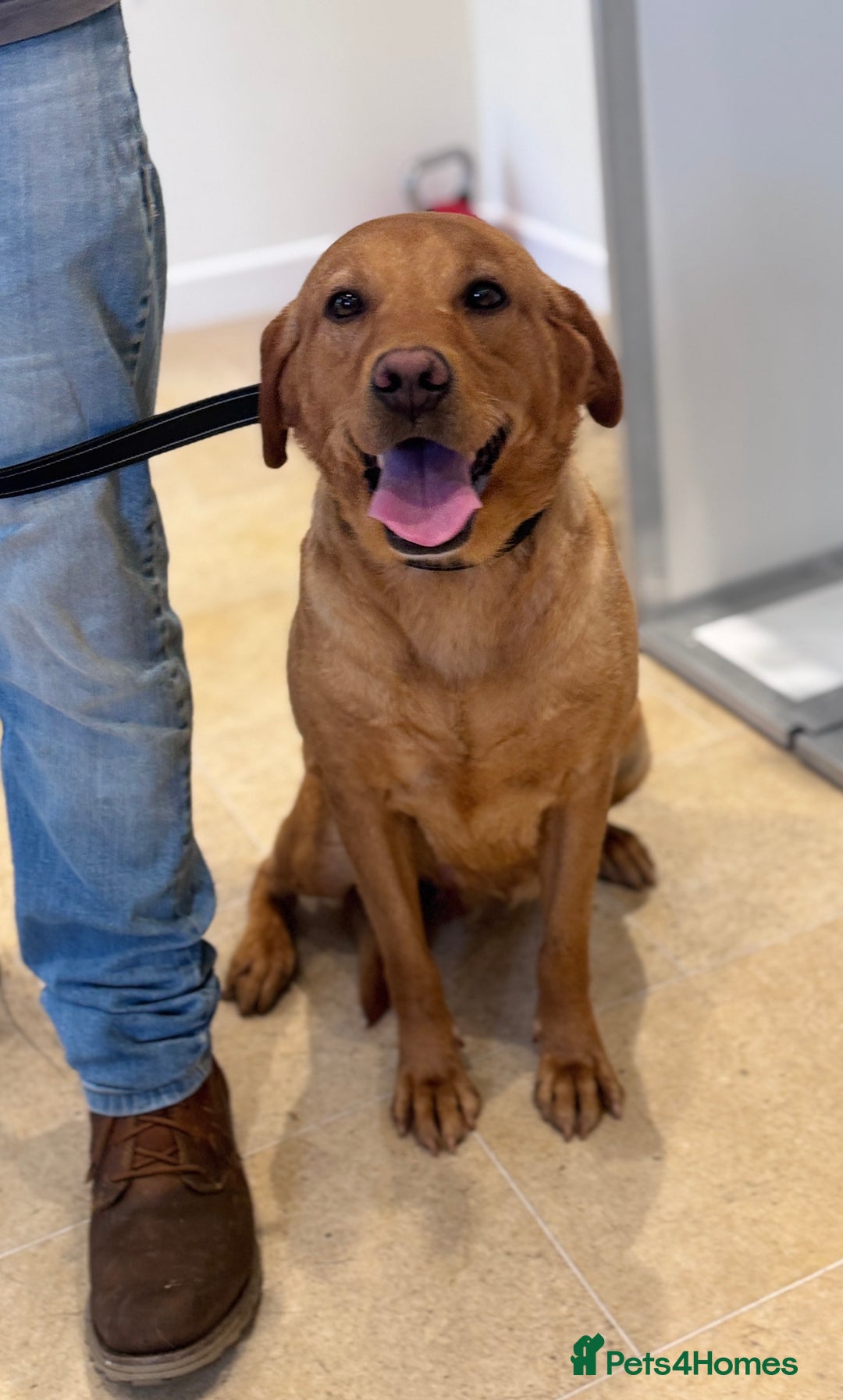 Labrador Retriever dogs for sale: Adult - KC Reg Labrador Retriever Fox Red Bitch  - Image 2