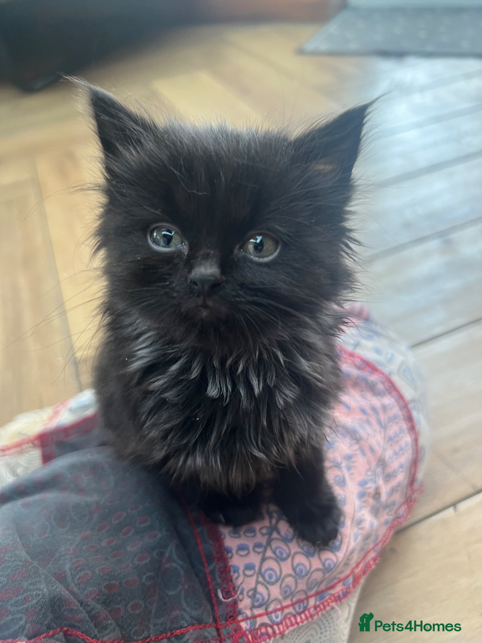 British Shorthair cats Kittens x6  - Advert 4