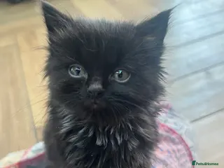 British Shorthair cats Kittens x6 - Advert 4