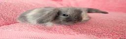 Mini Lop rabbits for sale: Baby mini lops for sale  - Advert 2
