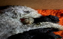 Bedlington Terrier dogs for sale: Beautiful baby Bedlington Terriers - Image 7