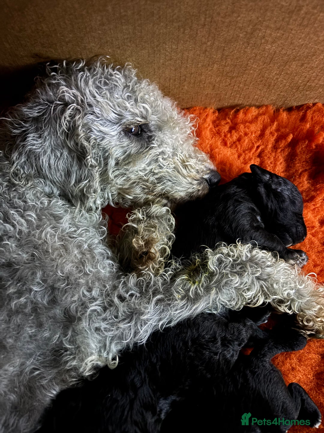 Bedlington Terrier dogs for sale: Beautiful baby Bedlington Terriers - Image 7