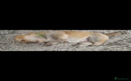 Chow Chow dogs for sale: Chow chow puppies - Image 9