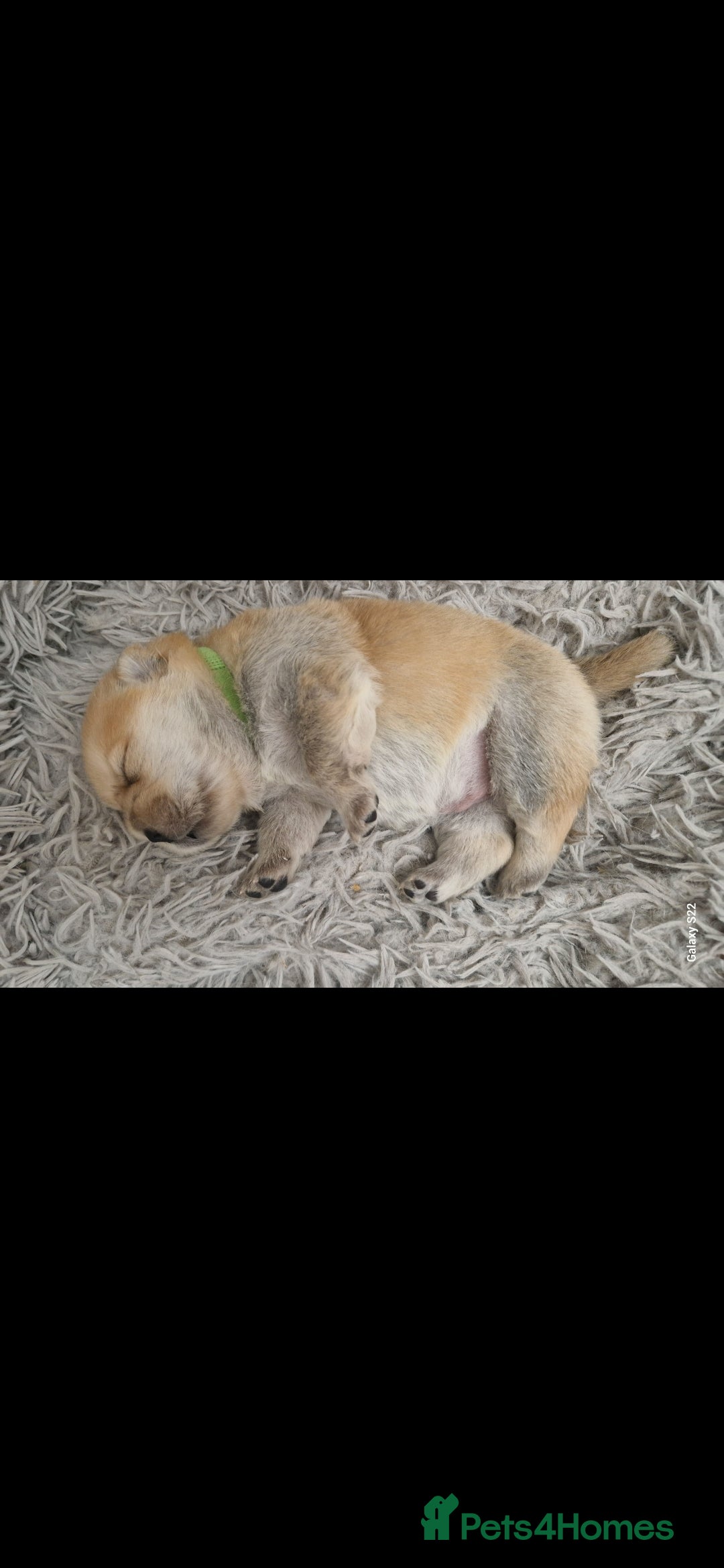 Chow Chow dogs for sale: Chow chow puppies - Image 9