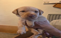 Labrador Retriever dogs for sale: 8 gorgeous chocolate/yellow girl & boy lab pups  - Image 28
