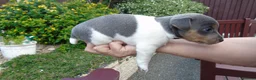Jack Russell dogs for sale: Tri coloured JackRussell Terriers for sale - Advert 9