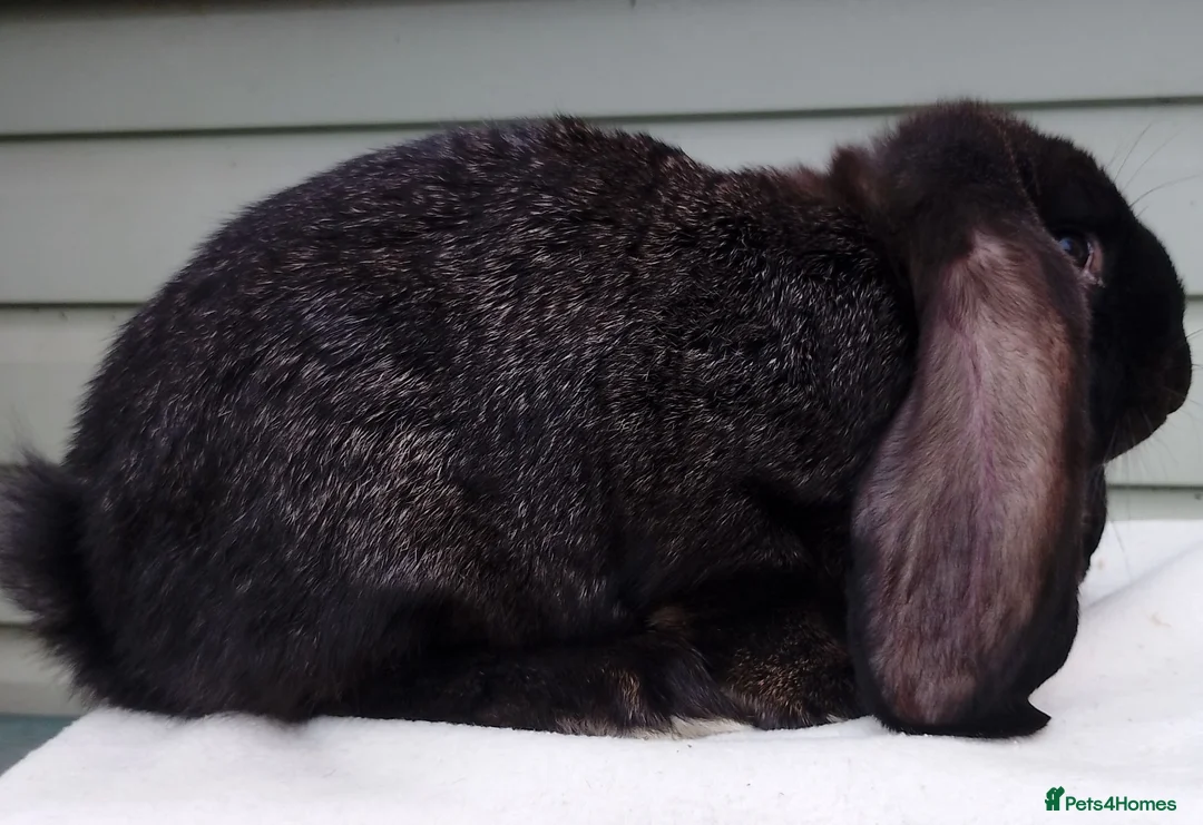French Lop rabbits for sale: Baby French Lop - ready now  - Advert 1