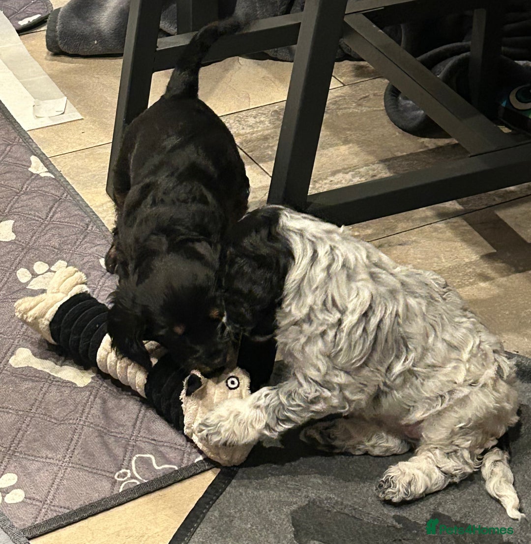 Cockapoo dogs for sale: Blue Roan F2 Female Cockapoo  - Advert 4