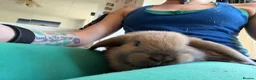 Mini Lop rabbits for sale: 4 Pure bred minilop rabbits for sale - Advert 4