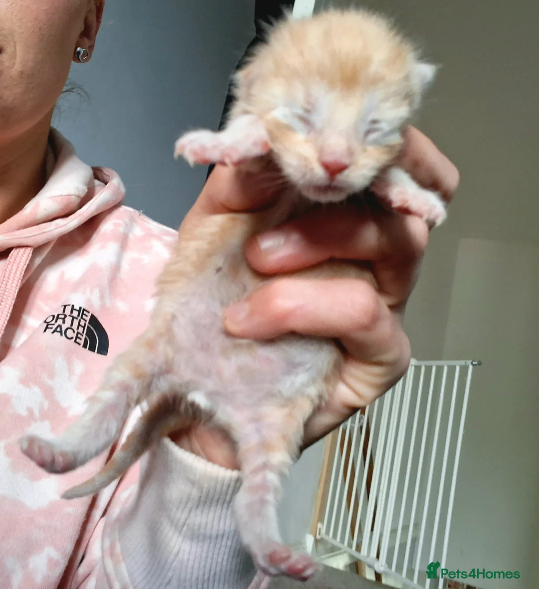 Maine Coon cats for sale: 4 purebreed maincoon babies  - Advert 10