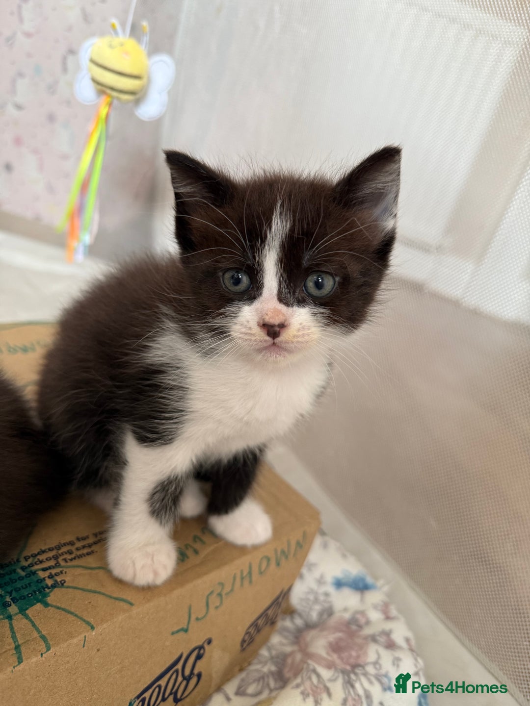 Ragdoll cats for sale: 2 kittens available 1 female, 1 male  - Image 2