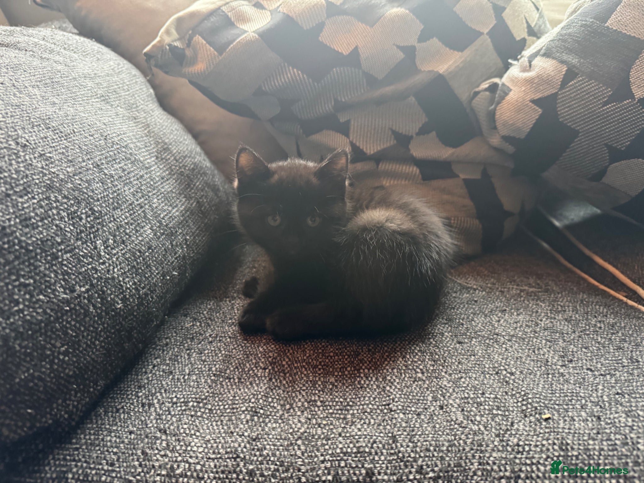Mixed Breed cats for sale: 2 beautiful female kittens available  - Advert 8