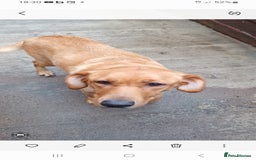 Labrador Retriever dogs for sale: 8 labrador puppies  for sale - Image 4