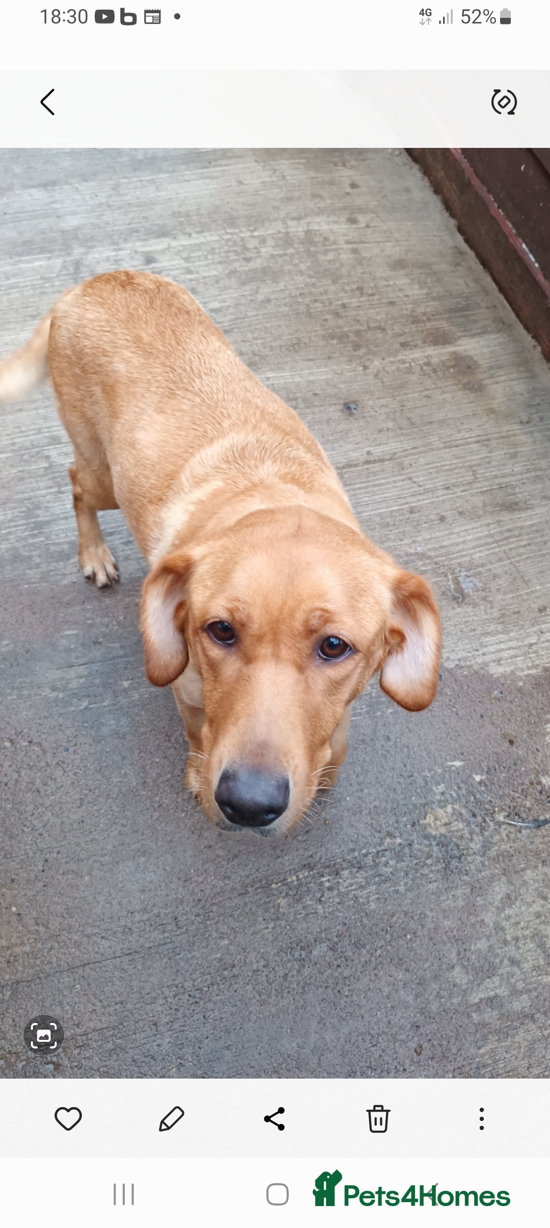 Labrador Retriever dogs for sale: 8 labrador puppies  for sale - Image 4