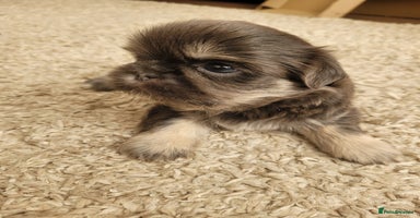 Shih Tzu dogs - Advert 15