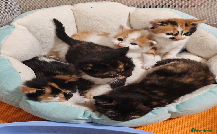 Mixed Breed cats - Advert 1