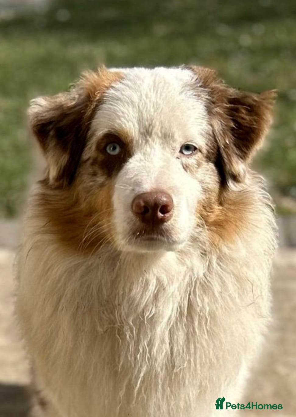 Australian Shepherd dogs Quality Mini Aussie (MAS) Rare Show Lines RKC reg  - Advert 2
