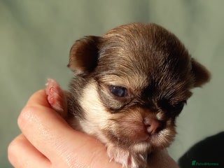 Chihuahua dogs ❤️🔥Dna tested parents❤️🔥Long-coat 2boys - Advert 5