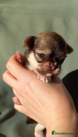 Chihuahua dogs ❤️🔥Dna tested parents❤️🔥Long-coat 2boys - Advert 1