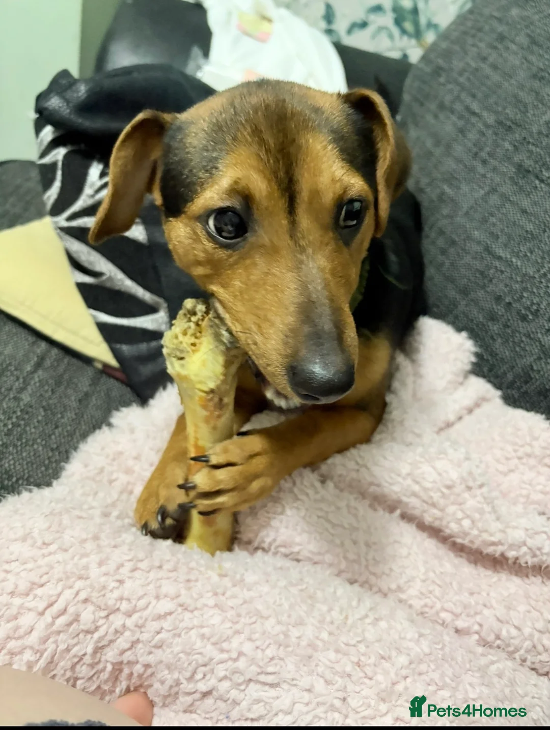 Jackshund dogs for sale: 8 months jackxdash - Advert 2