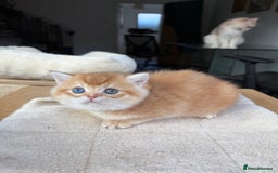 British Shorthair cats for sale: GCCF BSH Last Chocolate Golden Female Kitten Left - Image 25