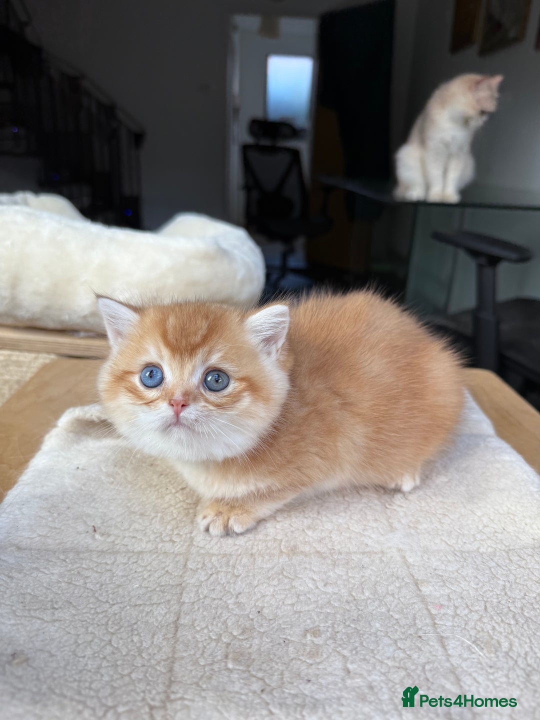 British Shorthair cats for sale: GCCF BSH Last Chocolate Golden Female Kitten Left - Image 25