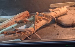 Bearded Dragon reptiles for sale: Bearded dragons  babies  - Image 21