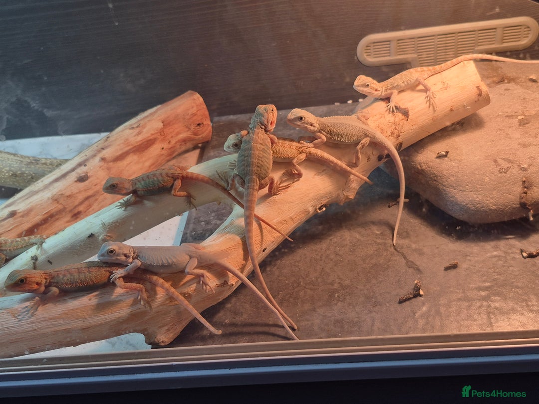 Bearded Dragon reptiles for sale: Bearded dragons  babies  - Image 21