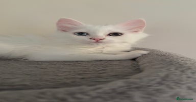 Persian cats - Advert 4