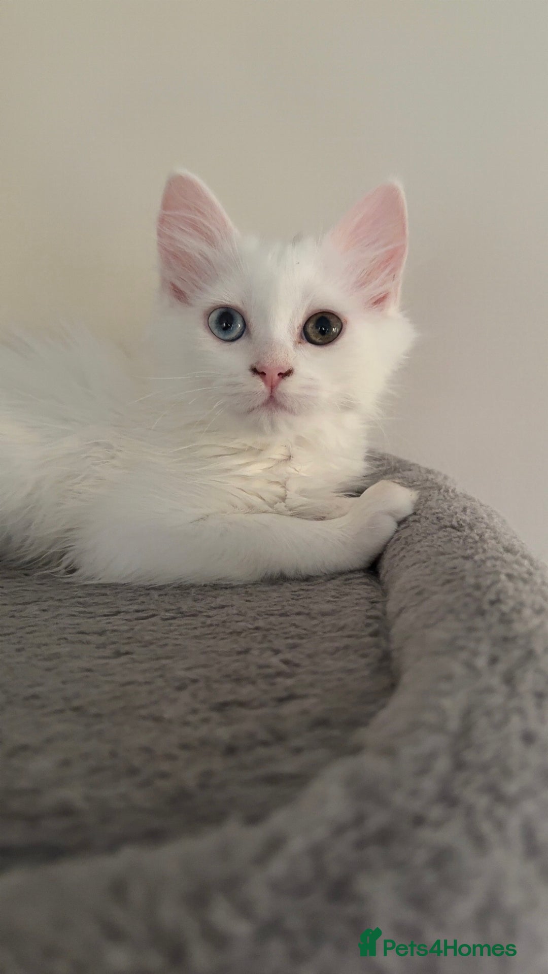 Persian cats for sale: Fluffy indoor kittens-Persian&Main Coon cross  - Image 2