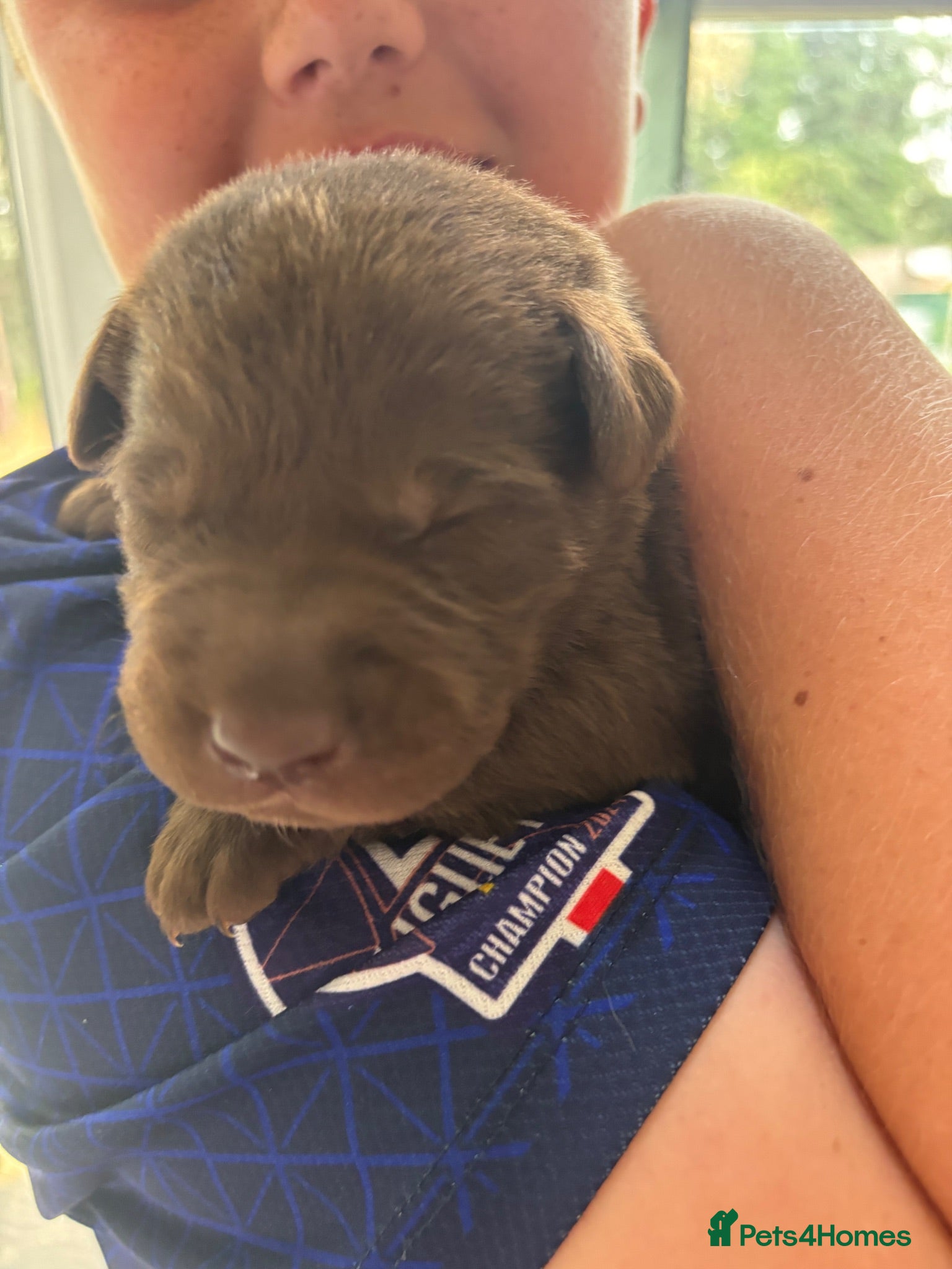 Labrador Retriever dogs 🤎Beautiful KC Reg Chocolate Labrador Puppies 🤎 - Advert 1