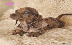 Miniature Dachshund dogs for sale: 6 adorable miniature dashund puppy’s  - Image 4
