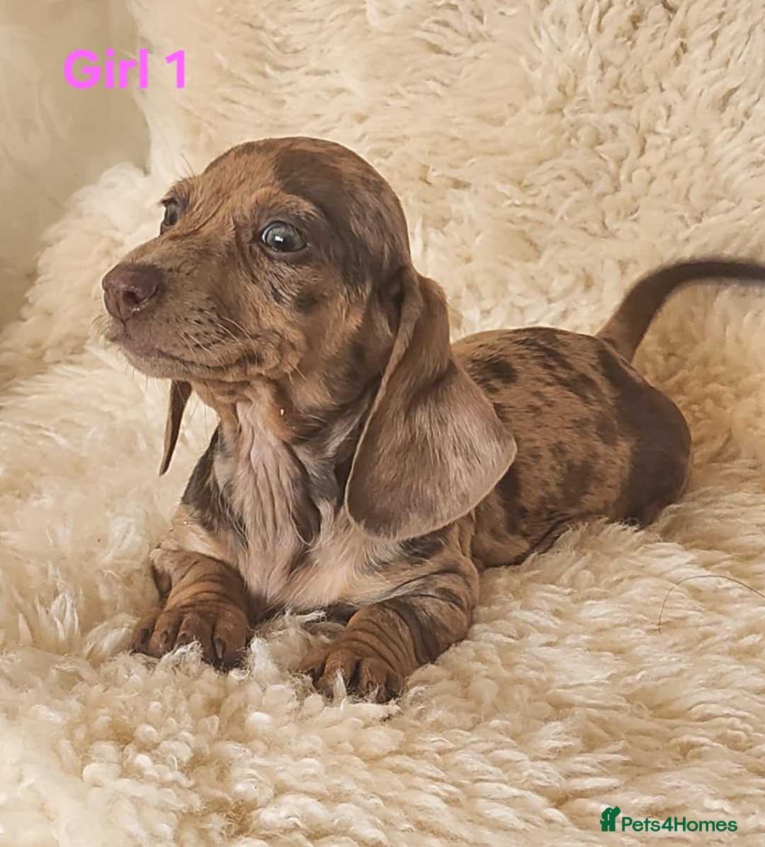 Miniature Dachshund dogs for sale: 6 adorable miniature dashund puppy’s  - Image 4