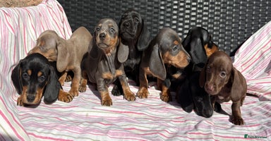 Miniature Dachshund dogs - Advert 12
