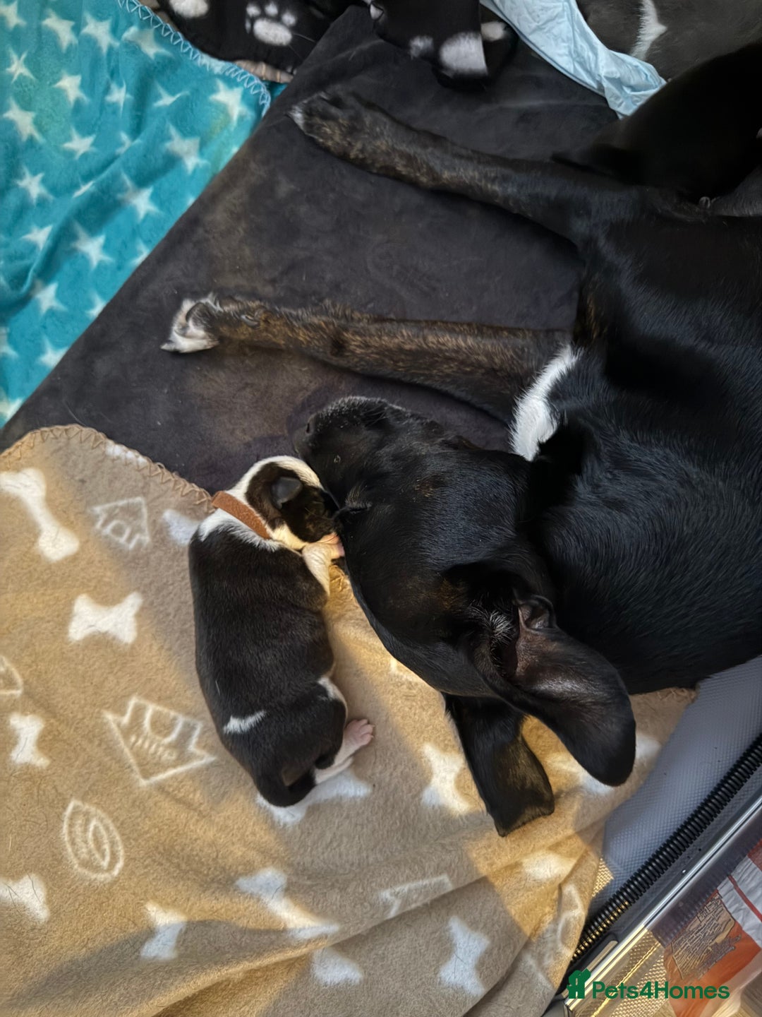Mixed Breed dogs for sale: Staffie mix puppies - Image 13
