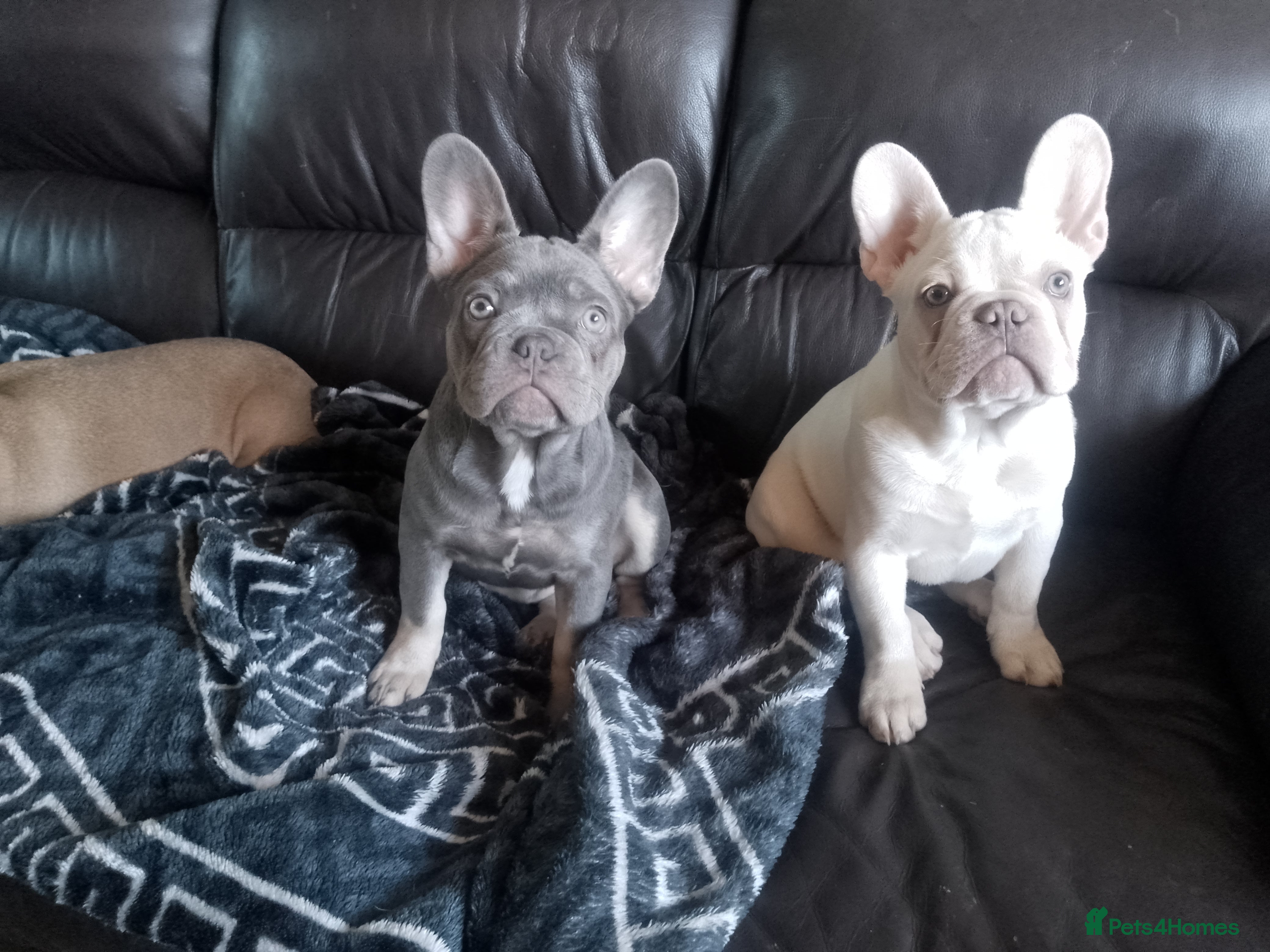 French Bulldog dogs french bulldog puppy - Advert 7