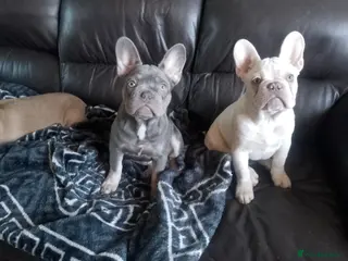 French Bulldog dogs french bulldog puppy - Advert 7