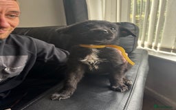 Mixed Breed dogs for sale: Belgian shepherd x German shepherd / lab - Image 6