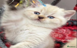 British Shorthair cats for sale: Beautiful white/creme British shorthair kittens - Image 3