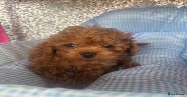 Cavapoo dogs - Advert 4