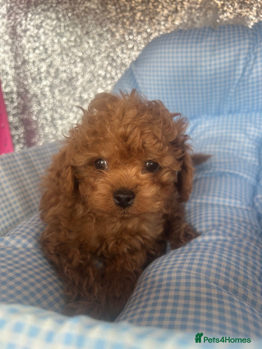 Cavapoo dogs for sale: F1 b cavapoo puppies 🐶  - Image 7