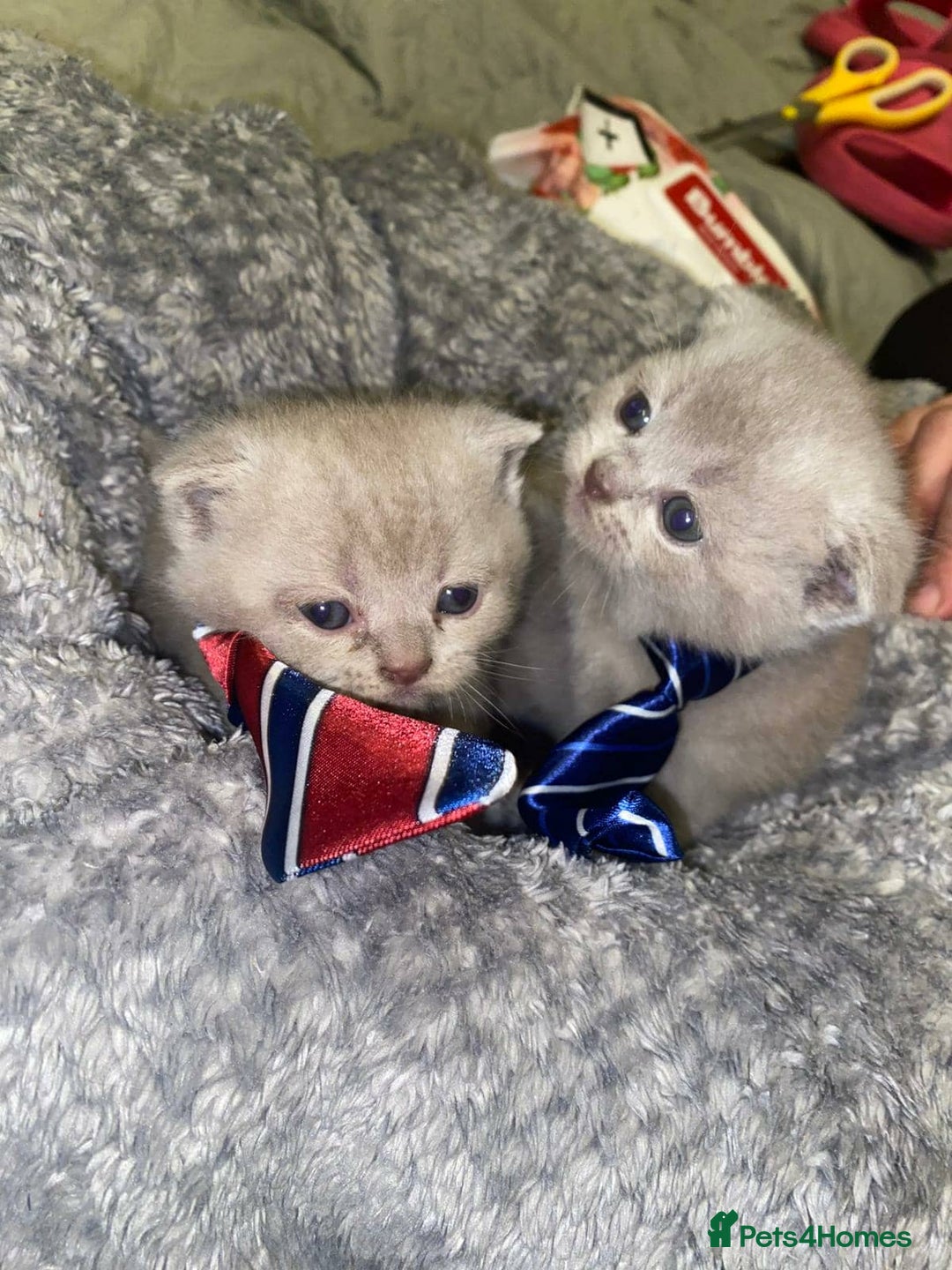 Scottish Fold cats for sale: Beautiful Scottish Fold Kittens🫶🏼😍 - Advert 2
