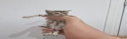 Bengal cats for sale: Bengal cat kitten in Birmingham - Advert 37