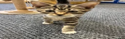 Mixed Breed cats for sale: Kitten tabby female beautiful - Advert 7