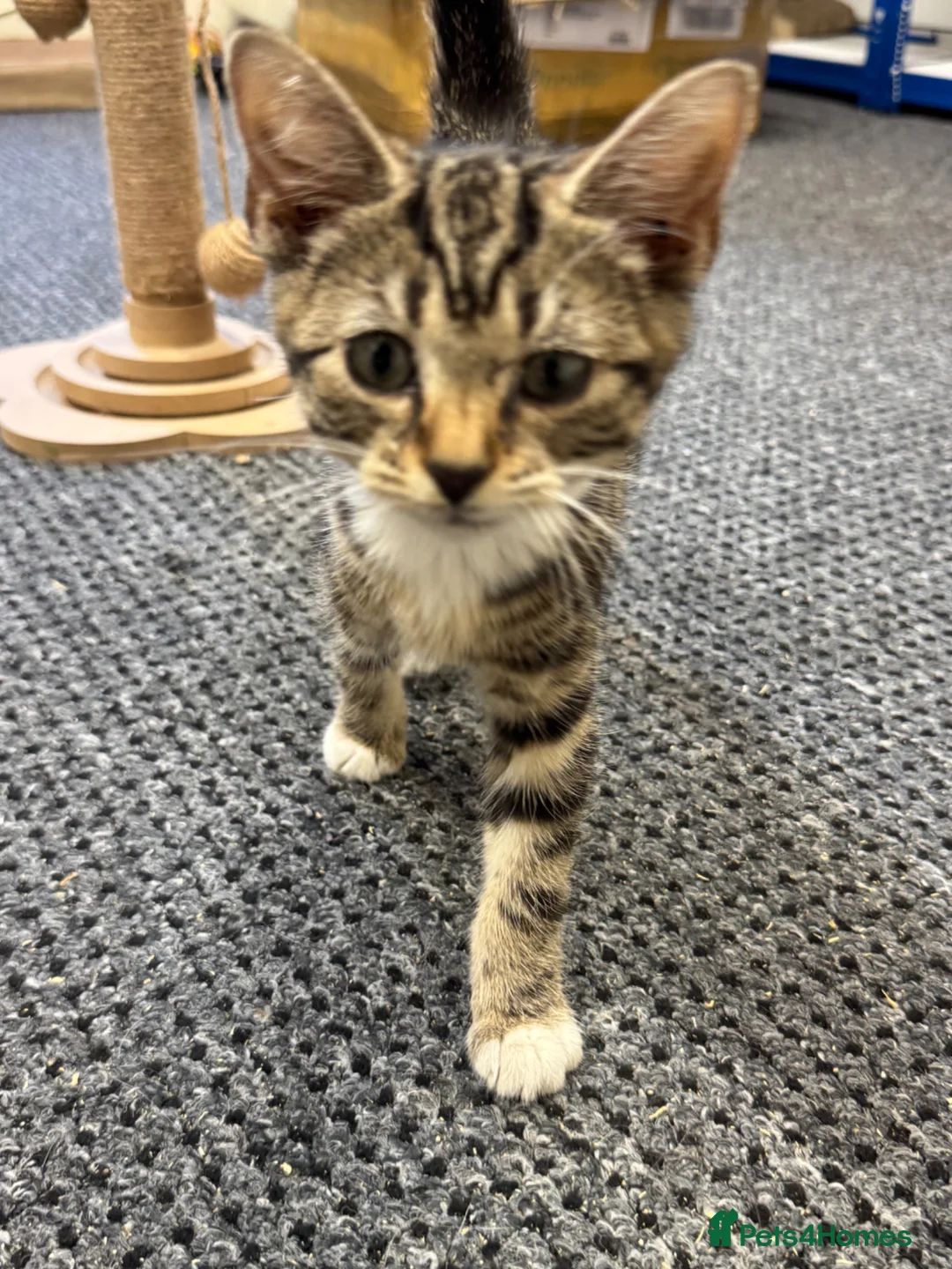 Mixed Breed cats for sale: Kitten tabby female beautiful - Advert 7