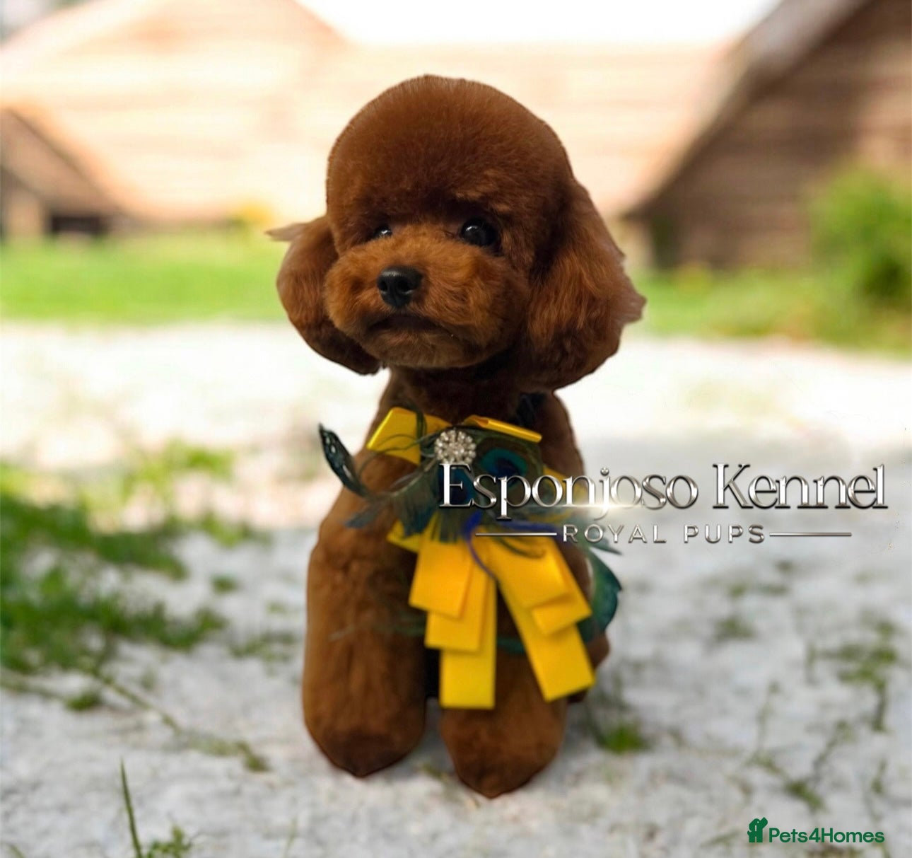 Toy Poodle dogs 🔥One-in-a-Million teddy Asian toy poodle DNA Stud in Thetford - Advert 7