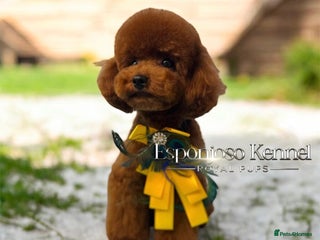 Toy Poodle dogs 🔥One-in-a-Million Asian ☕️ toy poodle DNA Stud🧸 in Thetford - Advert 14